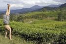 _DSC7499 Чайные поля на Яве (в районе Бандунга). Индонезия.jpg