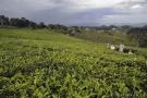 _DSC7511 Чайные поля на Яве (в районе Бандунга).jpg