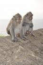 _DSC7609 Священные обезьяны Пура Улувати. Бали. Индонезия.jpg