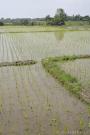 _DSC7630 Рисовые террасовые поля. Индонезия.jpg