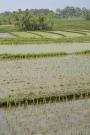 _DSC7636 Рисовые террасовые поля. Индонезия.jpg
