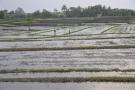 _DSC7678 Подготовка рисового поля. Индонезия.jpg