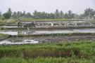 _DSC7687 Вспашка рисового поля. Бали. Индонезия.jpg