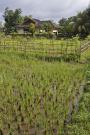 _DSC7787 Дом и рисовые поля. Ломбок. Индонезия.jpg