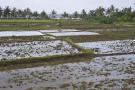 _DSC7797 Заливные рисовые поля. Ломбок. Индонезия.jpg