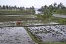 _DSC7799 Заливные рисовые поля. Ломбок. Индонезия.jpg