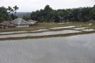 _DSC7802 Заливные рисовые поля. Ломбок. Индонезия.jpg