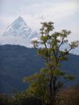 Гималаи в Похаре. Непал (Large).JPG