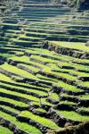 Рисовые поля в Гималаях. Непал (Large).JPG