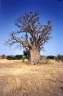 Mali. Baobab