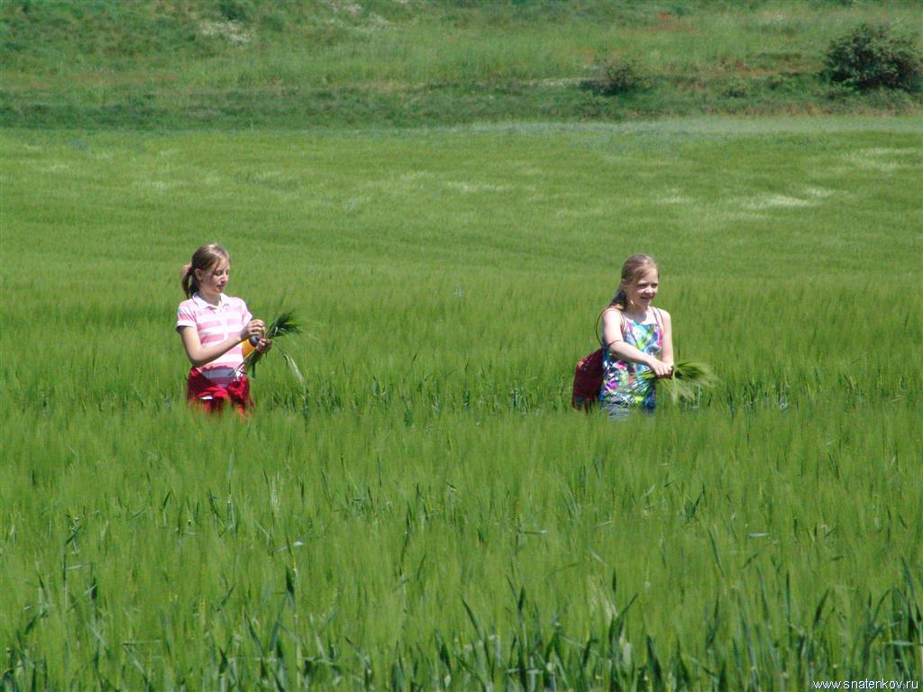 На пшеничном поле в Саксонии. Германия (Large).JPG