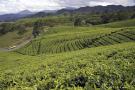 _DSC7486 Чайные поля на Яве (в районе Бандунга). Индонезия.jpg