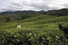 _DSC7494 Чайные поля на Яве (в районе Бандунга). Индонезия.jpg